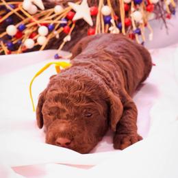 Aston - Chocolate male Goldendoodle puppy in Arlington, Texas from Chambers Doodle Patch
