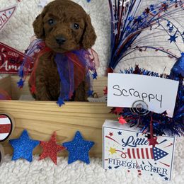 Boy 3 Scrappy - Red Irish Doodle puppy in Galloway, Ohio from Heavenly Poodles