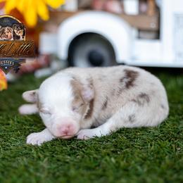 Drifter - Red merle male Toy Australian Shepherd puppy in Granbury, Texas from Best Little Aussies