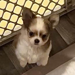 Chihuahua, Companion Cross, and Pomeranian Puppies from Heartland Pomeranians and Chihuahuas