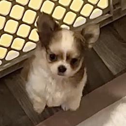 Chihuahua, Companion Cross, and Pomeranian Puppies from Heartland Pomeranians and Chihuahuas