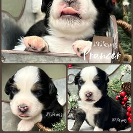 (6) Prancer, BTF - Red merle female Miniature American Shepherd puppy in Huntington, Texas from JKKJ Farms