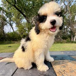 Mini Tricolor Girl- Lil' Maggie - Tri-color female Bernedoodle puppy in Sioux Falls, South Dakota from WhiskeyCreek Doodles
