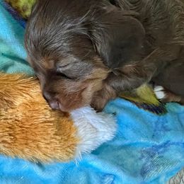 Dachshund Puppies from Regan's Divas