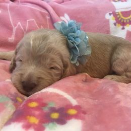 Goldendoodle, Schnoodle, and Sheepadoodle Puppies from Dood Ranch
