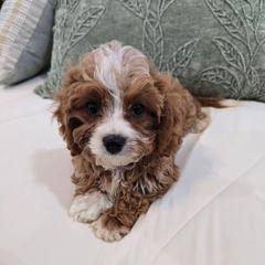 Duke - Red male Cavapoo puppy in Fordland, Missouri from K&K's Puppy Kingdom