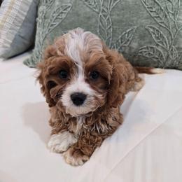 Duke - Red male Cavapoo puppy in Fordland, Missouri from K&K's Puppy Kingdom