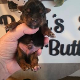 Boy 1 - Black and gold male Yorkshire Terrier puppy in Clermont, Florida from Bella's Prissy Butts