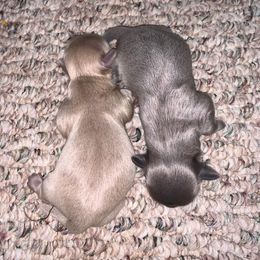 Shih Tzu Puppies from P&B Tzu Tribe