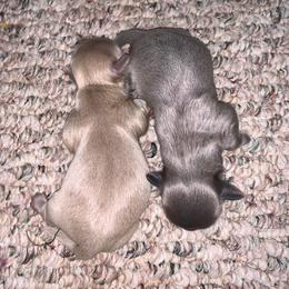 Shih Tzu Puppies from P&B Tzu Tribe