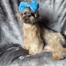Lady Autumn - Shih Tzu