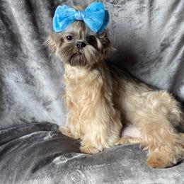 Lady Autumn - Shih Tzu