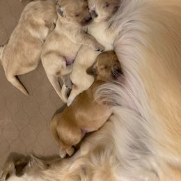 Golden Retriever Puppies from Brooke Zuidervaart