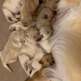 Golden Retriever Puppies from Brooke Zuidervaart