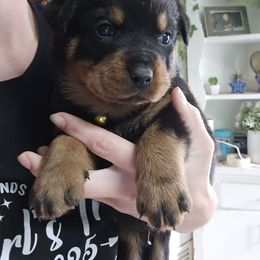 Lily - Black and mahogany female Rottweiler puppy in Tangent, Oregon from Raya's Royals