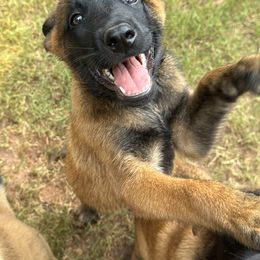 Belgian Malinois Puppies from Fromage Malinois