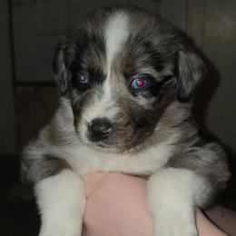 Peppermint - Blue merle male Australian Shepherd puppy in Washington from Arbor hill Australian Shepherds
