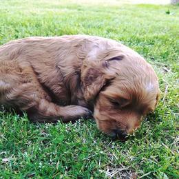 Goldendoodle Puppies from South Paw Doodles