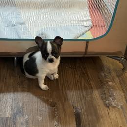 Boy 1 - Chihuahua puppy in Madison, Virginia from KimberGlen Chihuahuas