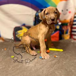 Thistle - Fawn male Great Dane puppy in Norton, Ohio from Guilty Pleasure Great Danes & Frenchies