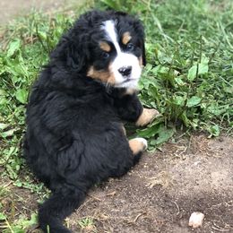 Bernese Mountain Dog Puppies from Foggy Mountain Berners