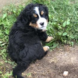 Bernese Mountain Dog Puppies from Foggy Mountain Berners