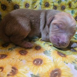 Boy 2 - Dark golden male Golden Retriever puppy in Middleburg, Florida from Rise and Shine Goldens