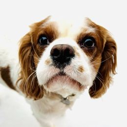 Jasper - Cavalier King Charles Spaniel