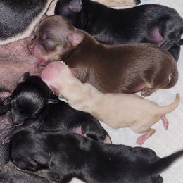 Chihuahua, Pomeranian, and Shih Tzu Puppies from PNW Designer Toy Breeds