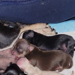 Chihuahua, Pomeranian, and Shih Tzu Puppies from PNW Designer Toy Breeds