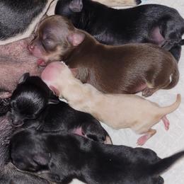 Chihuahua, Pomeranian, and Shih Tzu Puppies from PNW Designer Toy Breeds