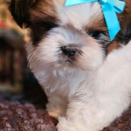 Latti - Gold and white female Shih Tzu puppy in Sanger, California from Hillsides Shih-Tzu