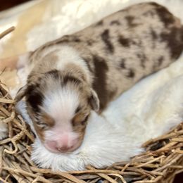 Cinnamon - Red merle female Australian Shepherd puppy in Beaverdam, Virginia from Cimmarun Farm Aussies