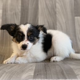 Triton - White black and tan male Papillon puppy in Joshua, Texas from Summertime Kennels