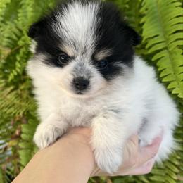 Eve - Tri-colored female Pomeranian puppy in Waller (Northwest Of Houston), Texas from Blue Cottage Pomeranians