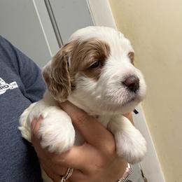 Purple Collar - Parti female Goldendoodle puppy in Winchester, Tennessee from Mahaffey’s Doodles