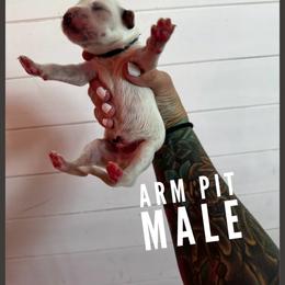 Arm Pit - White and black male Dalmatian puppy in Stanchfield, Minnesota from Darling Dalmatians