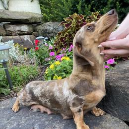 Treasure - Dachshund