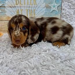 Slinky - Dapple male Dachshund puppy in Colbert, Oklahoma from Brooke Crenshaw