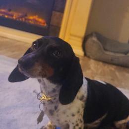 Marley - Dachshund