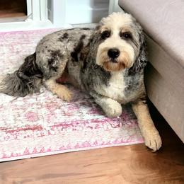 Laney - Bernedoodle
