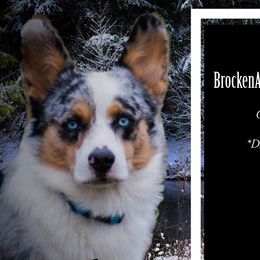 American Corgis and Pembroke Welsh Corgis from Prairie Moon Stockdogs