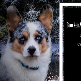 American Corgis and Pembroke Welsh Corgis from Prairie Moon Stockdogs