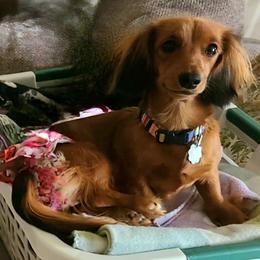Abbie - Dachshund