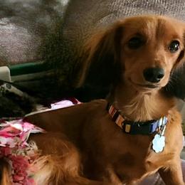 Abbie - Dachshund