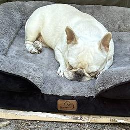 French Bulldogs from Rip City Frenchies