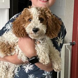 Pearl - Goldendoodle