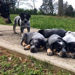 Australian Cattle Dog Puppies from Tri Star Heelers