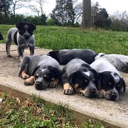 Australian Cattle Dog Puppies from Tri Star Heelers