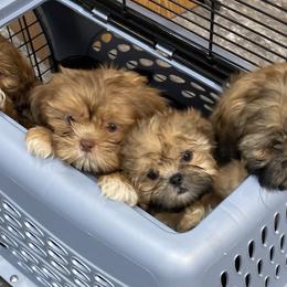 Maltese and Shih Tzu Puppies from BayView Pups